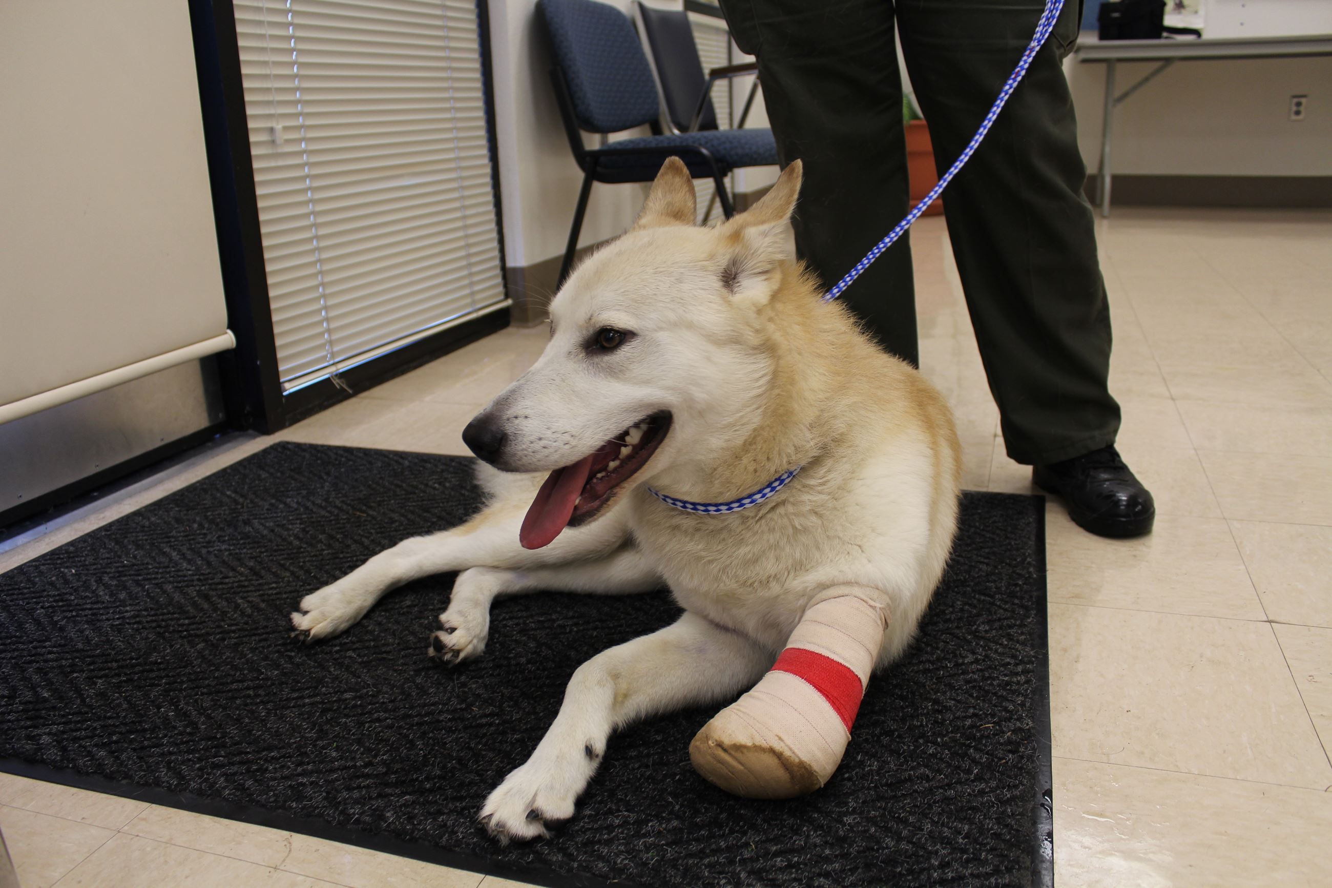blond dog with partially amputated front left leg